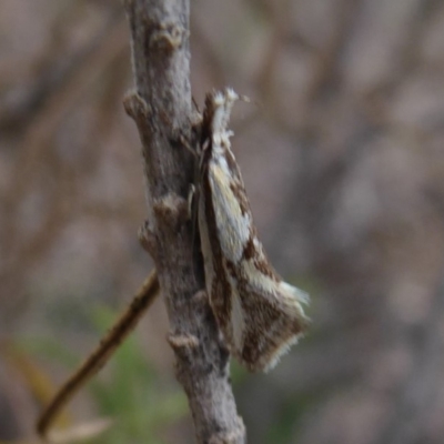 Thema macroscia (A concealer moth) at Jerrabomberra Grassland - 14 Oct 2018 by Christine