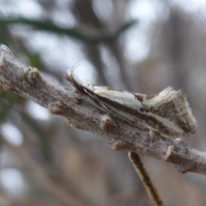 Thema macroscia at Jerrabomberra, ACT - 14 Oct 2018