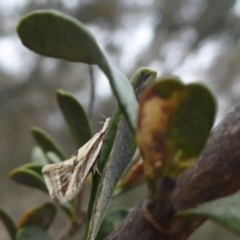 Thema macroscia at Jerrabomberra, ACT - 14 Oct 2018 03:24 PM