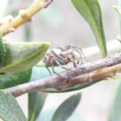 Oxyopes sp. (genus) (Lynx spider) at Jerrabomberra Grassland - 14 Oct 2018 by Christine