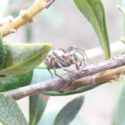 Oxyopes (genus) (Lynx spider) at Jerrabomberra, ACT - 14 Oct 2018 by Christine
