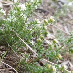 Asperula conferta (Common Woodruff) at Jerrabomberra, ACT - 14 Oct 2018 by Christine