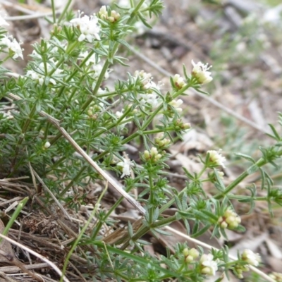 Asperula conferta (Common Woodruff) at Jerrabomberra Grassland - 14 Oct 2018 by Christine