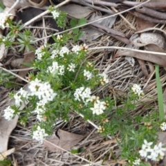 Asperula conferta at Jerrabomberra, ACT - 14 Oct 2018 03:12 PM