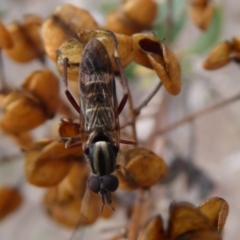 Ectinorhynchus sp. (genus) (A Stiletto Fly) at Jerrabomberra Grassland - 14 Oct 2018 by Christine