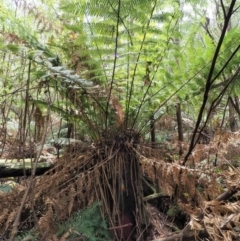 Dicksonia antarctica (Soft Treefern) at Cotter River, ACT - 16 Oct 2018 by KenT