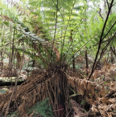 Dicksonia antarctica (Soft Treefern) at Cotter River, ACT - 16 Oct 2018 by KenT