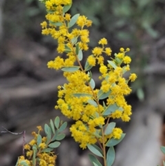 Acacia buxifolia subsp. buxifolia (Box-leaf Wattle) at Lower Cotter Catchment - 15 Oct 2018 by KenT