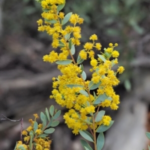 Acacia buxifolia subsp. buxifolia at Cotter River, ACT - 16 Oct 2018 07:08 AM