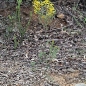 Acacia buxifolia subsp. buxifolia at Cotter River, ACT - 16 Oct 2018