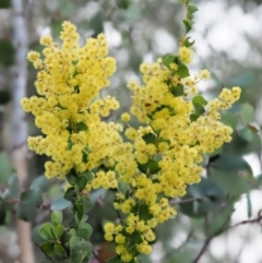 Acacia pravissima (Wedge-leaved Wattle, Ovens Wattle) at Cotter River, ACT - 16 Oct 2018 by KenT