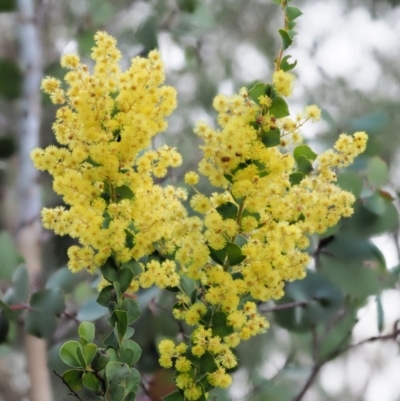 Acacia pravissima (Wedge-leaved Wattle, Ovens Wattle) at Lower Cotter Catchment - 15 Oct 2018 by KenT