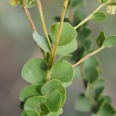 Acacia pravissima at Cotter River, ACT - 16 Oct 2018