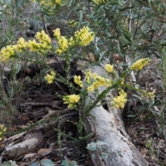 Acacia pravissima at Cotter River, ACT - 16 Oct 2018 07:20 AM