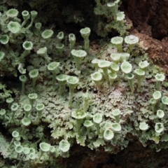 Cladonia sp. (genus) (Cup Lichen) at Cotter River, ACT - 15 Oct 2018 by KenT