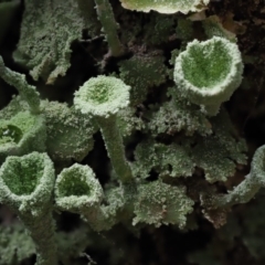 Cladonia sp. (genus) at Cotter River, ACT - 16 Oct 2018 10:54 AM