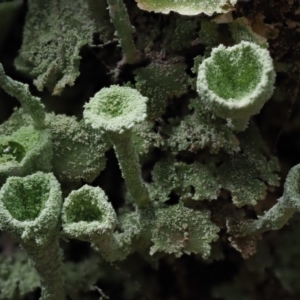 Cladonia sp. (genus) at Cotter River, ACT - 16 Oct 2018