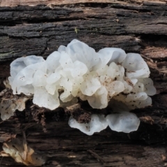 Tremella fuciformis (Snow Fungus) at Cotter River, ACT - 16 Oct 2018 by KenT