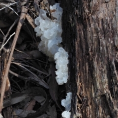 Tremella fuciformis at Cotter River, ACT - 16 Oct 2018 12:32 PM