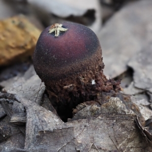 Calostoma fuscum at Cotter River, ACT - 16 Oct 2018 07:28 AM