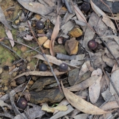 Calostoma fuscum at Cotter River, ACT - 16 Oct 2018