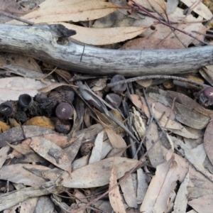 Calostoma fuscum at Cotter River, ACT - 16 Oct 2018