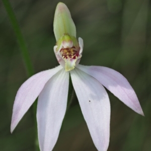 Caladenia carnea at Cotter River, ACT - suppressed