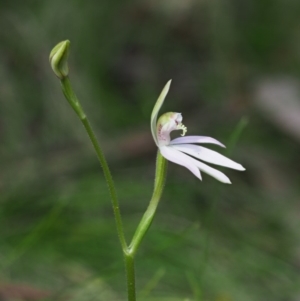 Caladenia carnea at Cotter River, ACT - suppressed