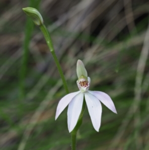 Caladenia carnea at Cotter River, ACT - suppressed