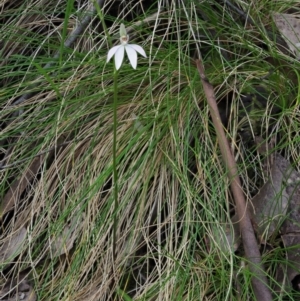 Caladenia carnea at Cotter River, ACT - suppressed