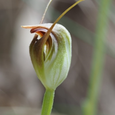 Pterostylis pedunculata (Maroonhood) at Cotter River, ACT - 16 Oct 2018 by KenT