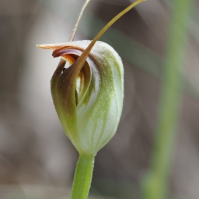 Pterostylis pedunculata (Maroonhood) at Cotter River, ACT - 15 Oct 2018 by KenT