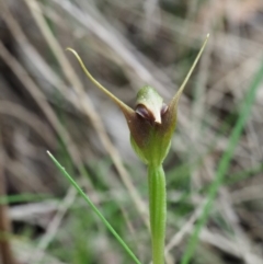 Pterostylis pedunculata at Cotter River, ACT - 16 Oct 2018