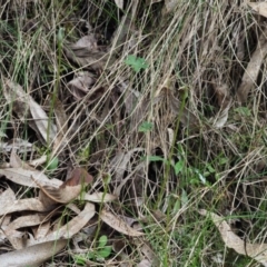 Pterostylis pedunculata at Cotter River, ACT - 16 Oct 2018