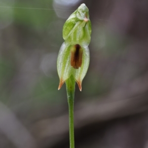 Bunochilus montanus at Cotter River, ACT - 16 Oct 2018