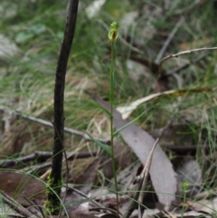 Bunochilus montanus (ACT) = Pterostylis jonesii (NSW) at Uriarra Village, ACT - suppressed