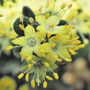 Phebalium squamulosum subsp. ozothamnoides at Uriarra, NSW - 9 Oct 2018