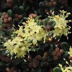 Phebalium squamulosum subsp. ozothamnoides at Uriarra, NSW - 9 Oct 2018