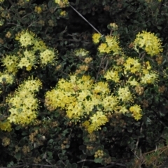 Phebalium squamulosum subsp. ozothamnoides at Uriarra, NSW - 9 Oct 2018 09:35 AM