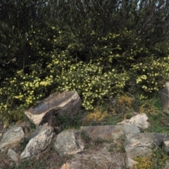 Phebalium squamulosum subsp. ozothamnoides at Uriarra, NSW - 9 Oct 2018