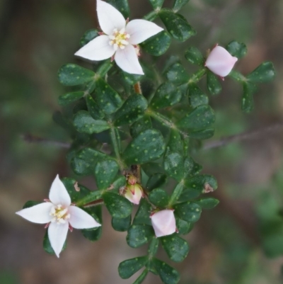 Boronia algida (Alpine Boronia) at Cotter River, ACT - 16 Oct 2018 by KenT