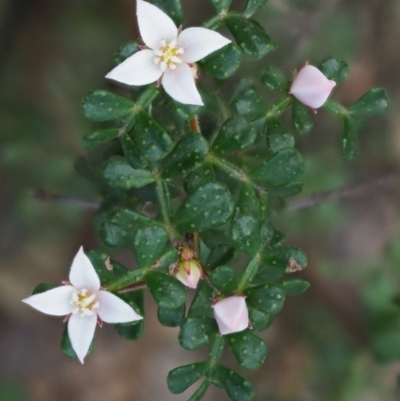 Boronia algida (Alpine Boronia) at Lower Cotter Catchment - 15 Oct 2018 by KenT