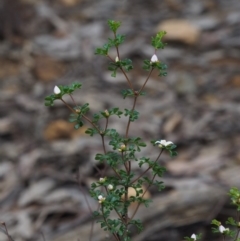 Boronia algida at Cotter River, ACT - 16 Oct 2018