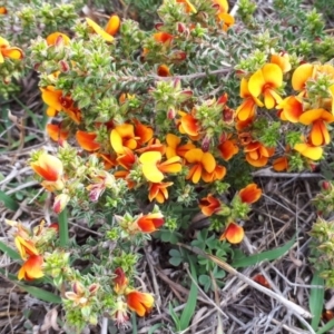 Pultenaea procumbens at Nicholls, ACT - 17 Oct 2018