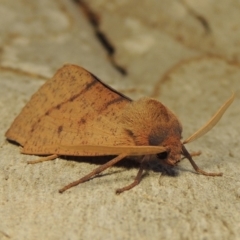 Fisera perplexata (Light-tan Crest-moth) at Pollinator-friendly garden Conder - 25 Apr 2018 by michaelb