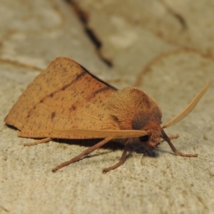 Fisera perplexata at Conder, ACT - 26 Apr 2018