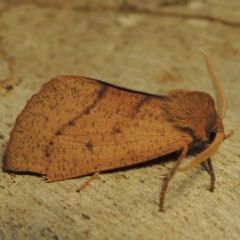 Fisera perplexata at Conder, ACT - 26 Apr 2018 08:49 AM