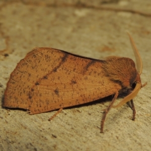 Fisera perplexata at Conder, ACT - 26 Apr 2018