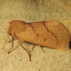 Fisera perplexata at Conder, ACT - 26 Apr 2018 08:49 AM