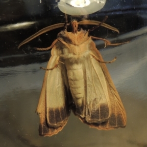 Fisera perplexata at Conder, ACT - 26 Apr 2018